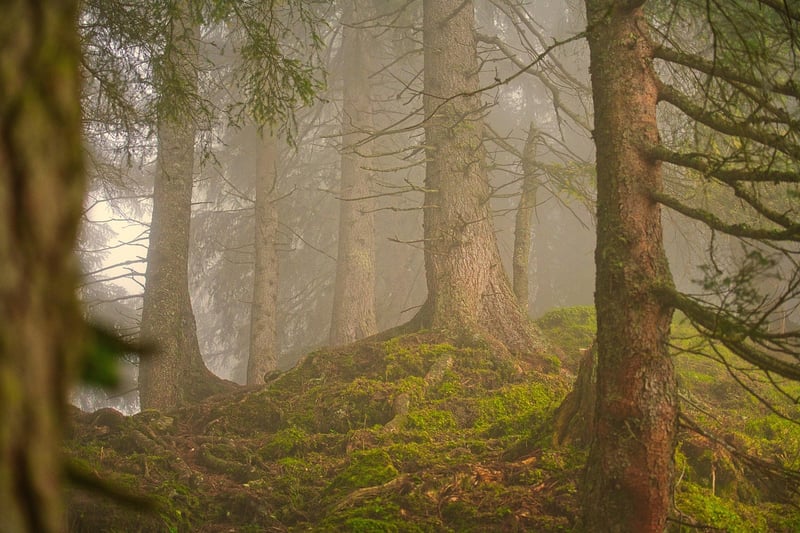 Sherwood Forest